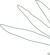 Leaf image