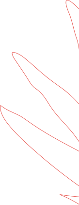 Leaf image