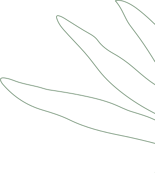 Leaf image
