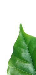 koffiebonen