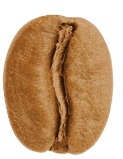 NDG Icon