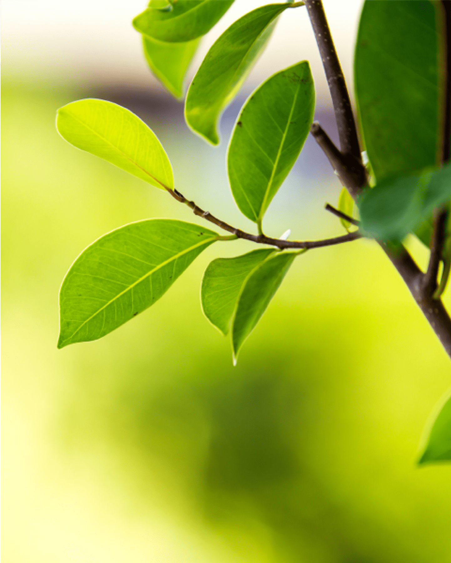 person planting a coffee bean sprout next to a paper-based pod