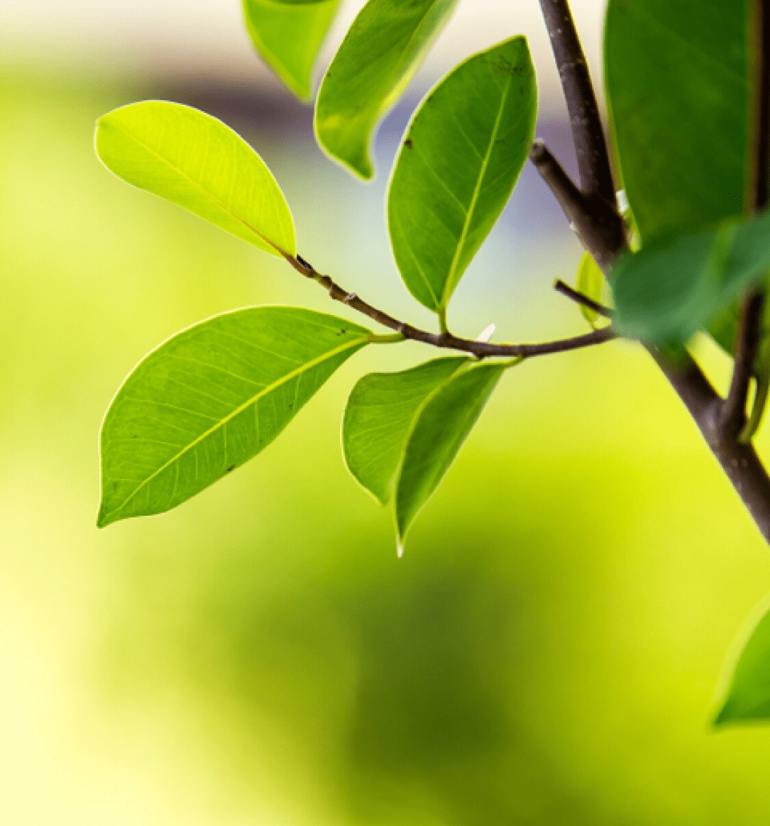 person planting a coffee bean sprout next to a paper-based pod